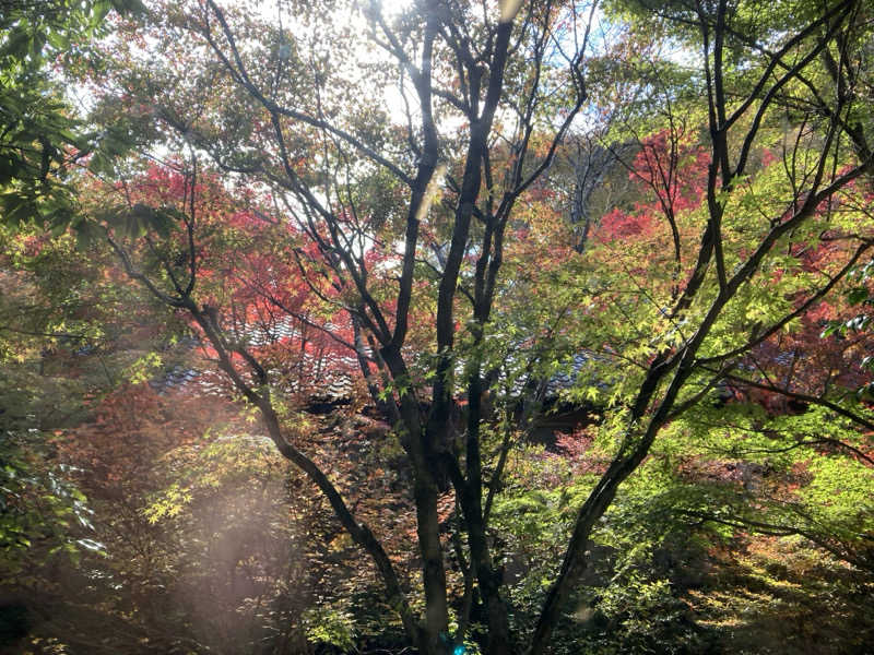 ンポコピーナッツさんの割烹温泉 観音湯のサ活写真