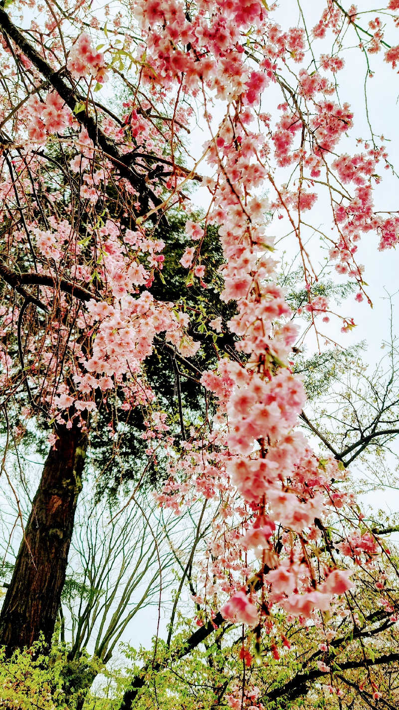 NORIさんのよみうりランド眺望温泉 花景の湯のサ活写真