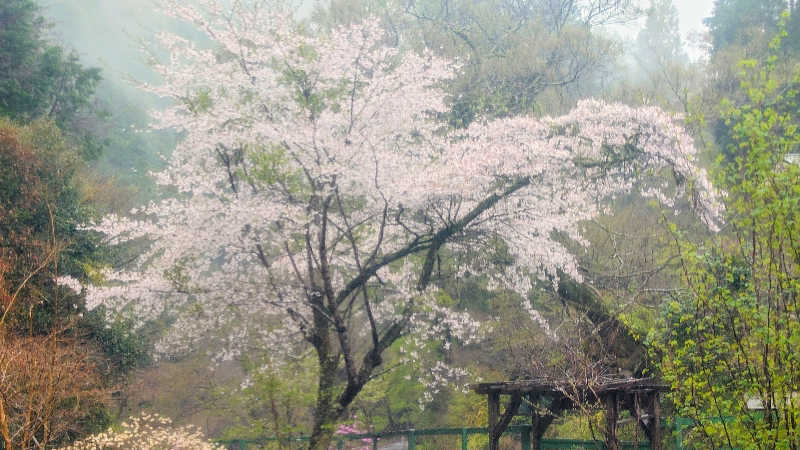 NORIさんの天子荘 てんからハウスのサ活写真