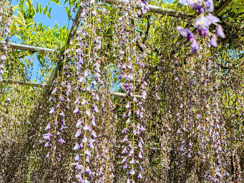 NORIさんの龍城さうなのサ活写真