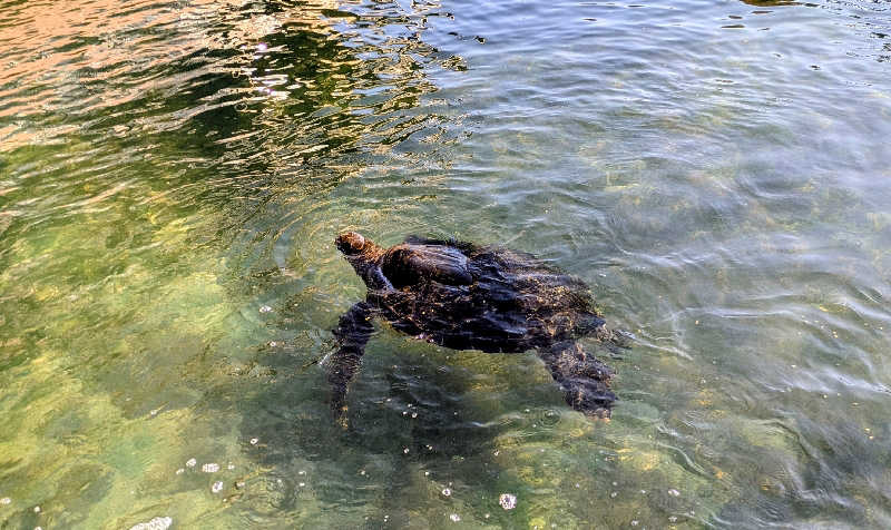 NORIさんのホテル シギラミラージュのサ活写真