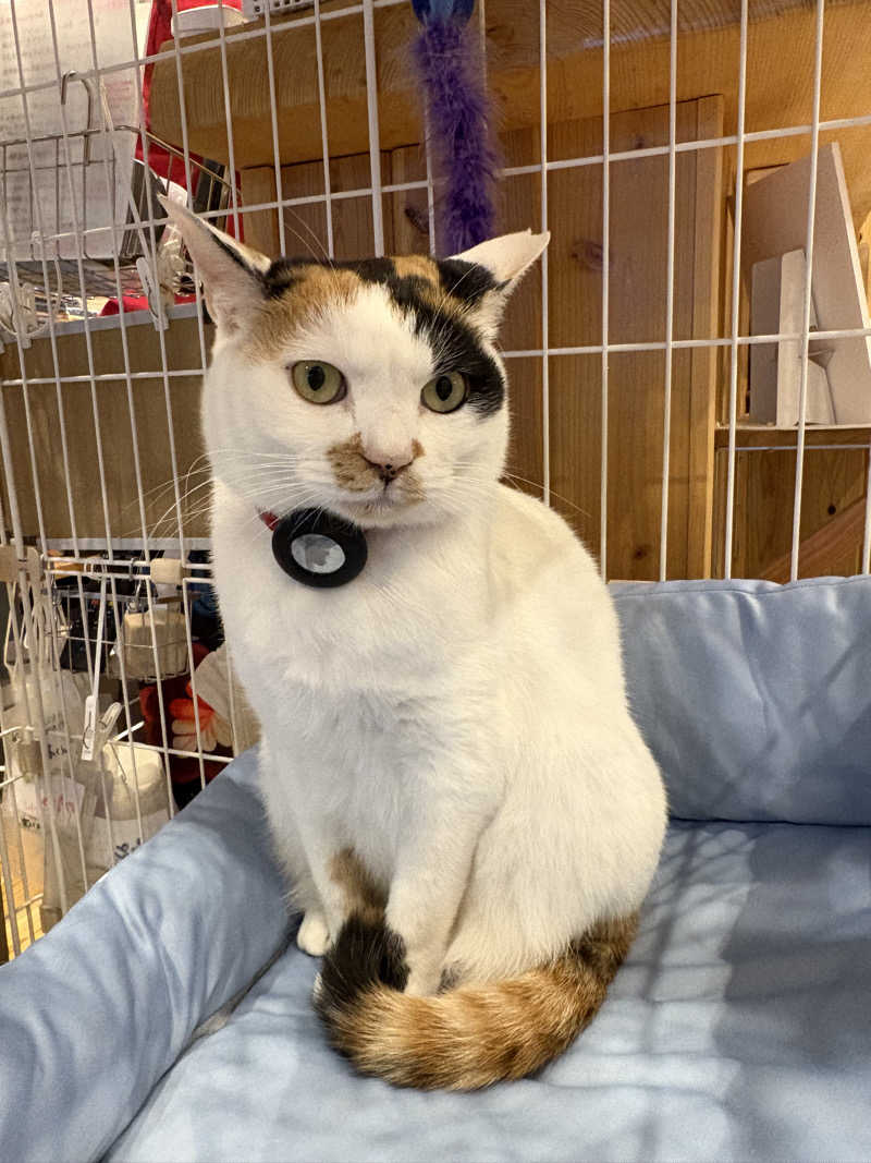 みどりさんの大津湯のサ活写真