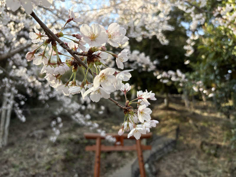 みどりさんの長命寺温泉 天葉の湯のサ活写真
