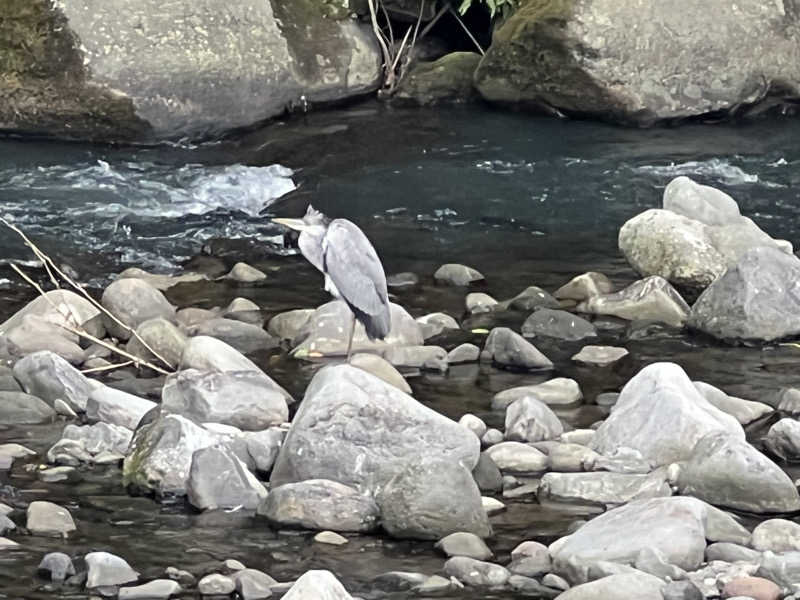 mikanさんの箱根湯寮のサ活写真