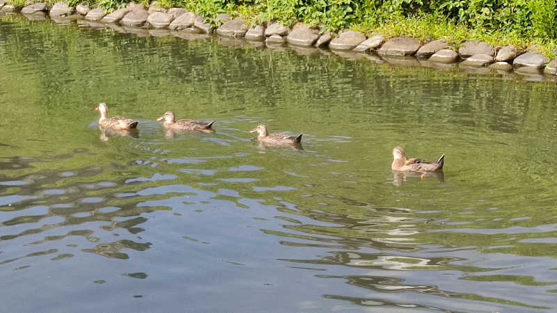 こっちのカマボコさんの足利健康ランドのサ活写真