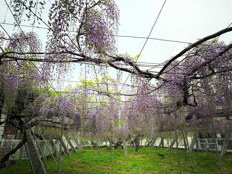 ゆーうこさんの天然温泉 香南楽湯のサ活写真