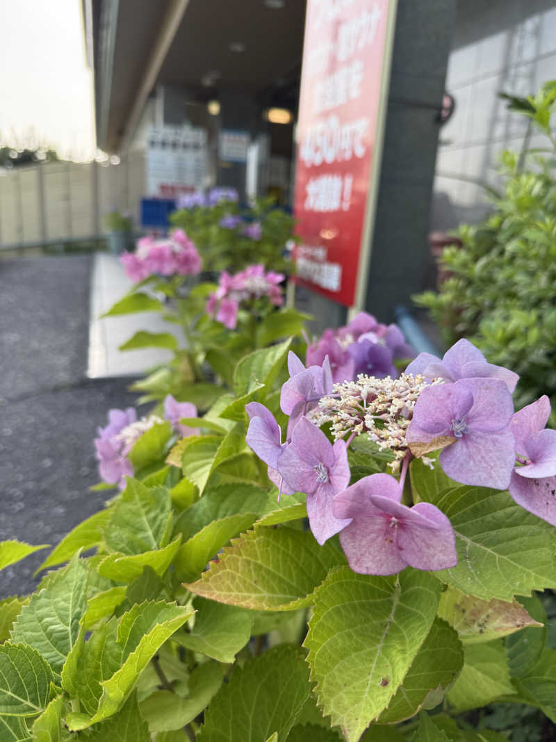 ゆーうこさんのあかね温泉のサ活写真