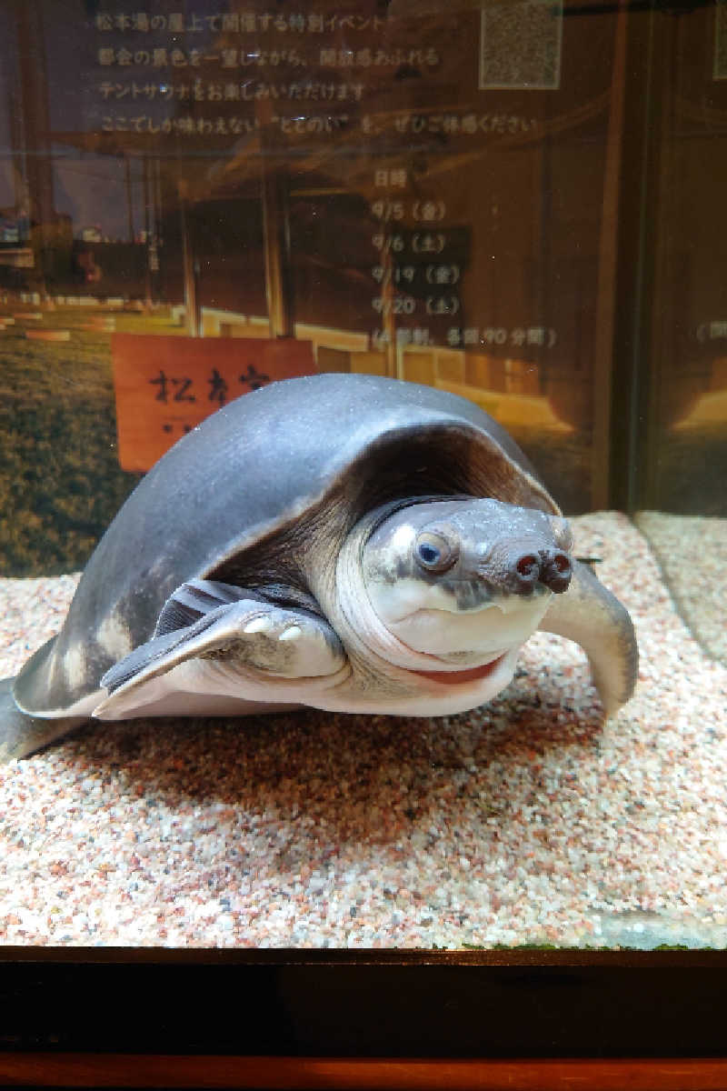 kazu🤤さんの松本湯のサ活写真