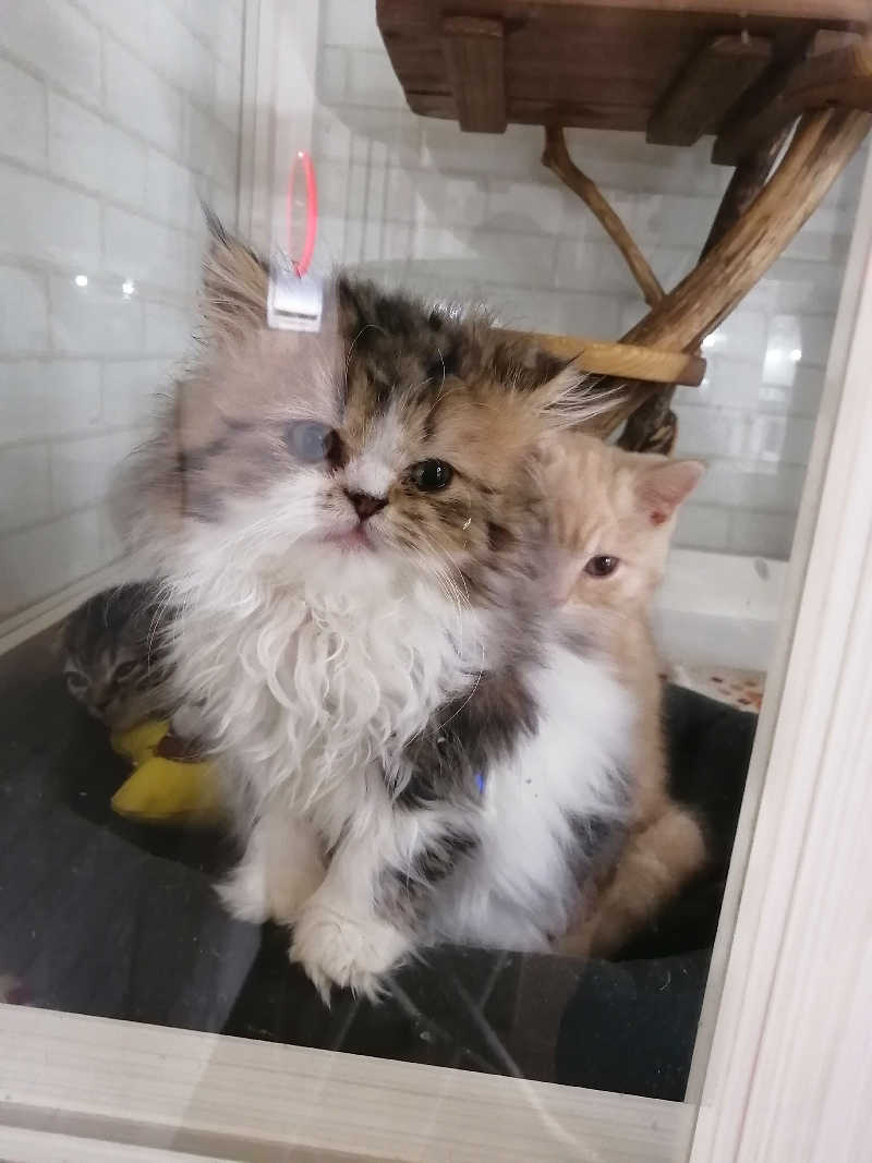 hiroさんのニコーリフレ SAPPOROのサ活写真