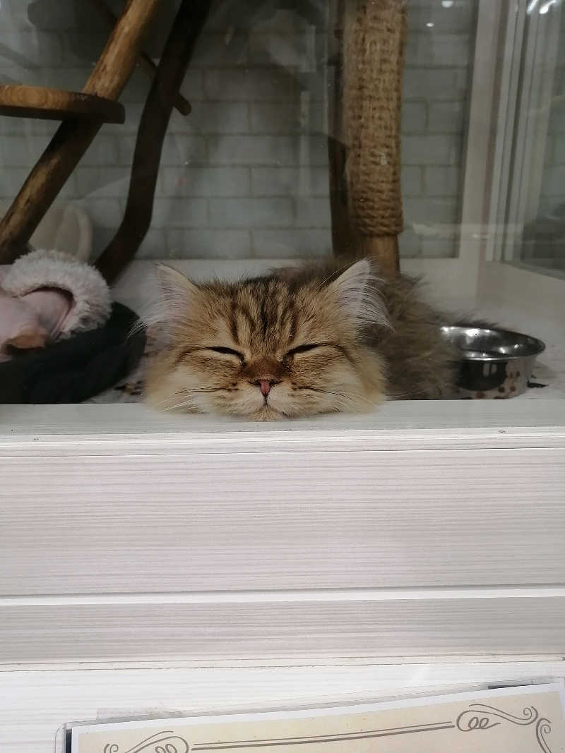 hiroさんのニコーリフレ SAPPOROのサ活写真