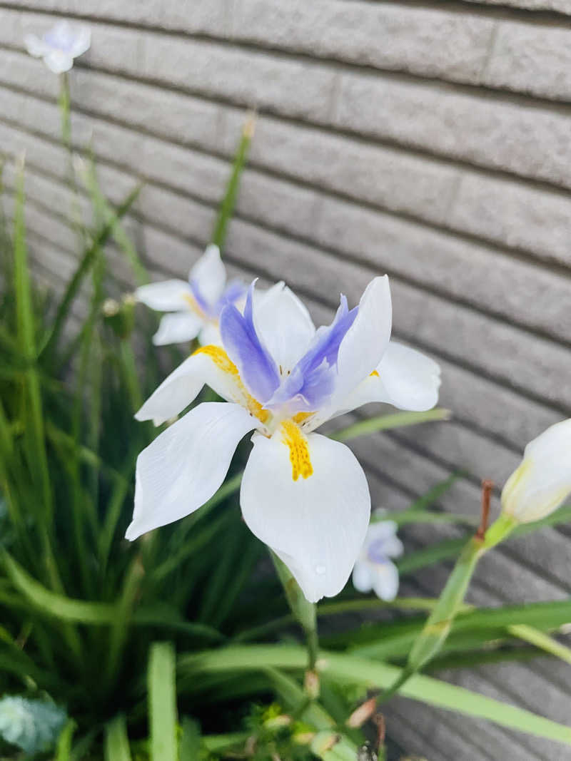 にこにこぷんさんのROOFTOPのサ活写真