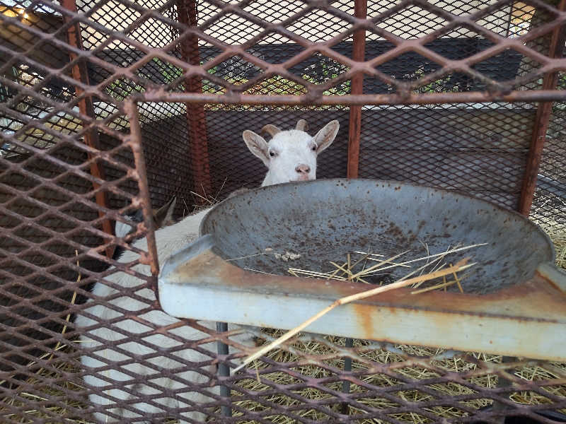 ぶぅさんの熊ノ沢温泉のサ活写真