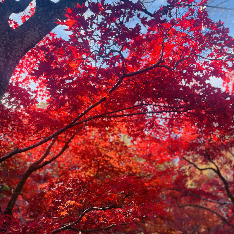 E25さんの四季の宿みのやのサ活写真