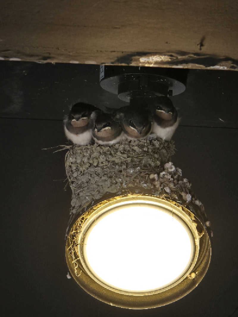 TONYUさんのSPA&HOTEL水春 松井山手のサ活写真