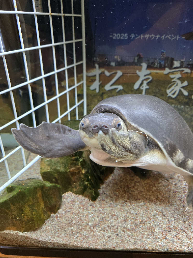 TONYUさんの松本湯のサ活写真