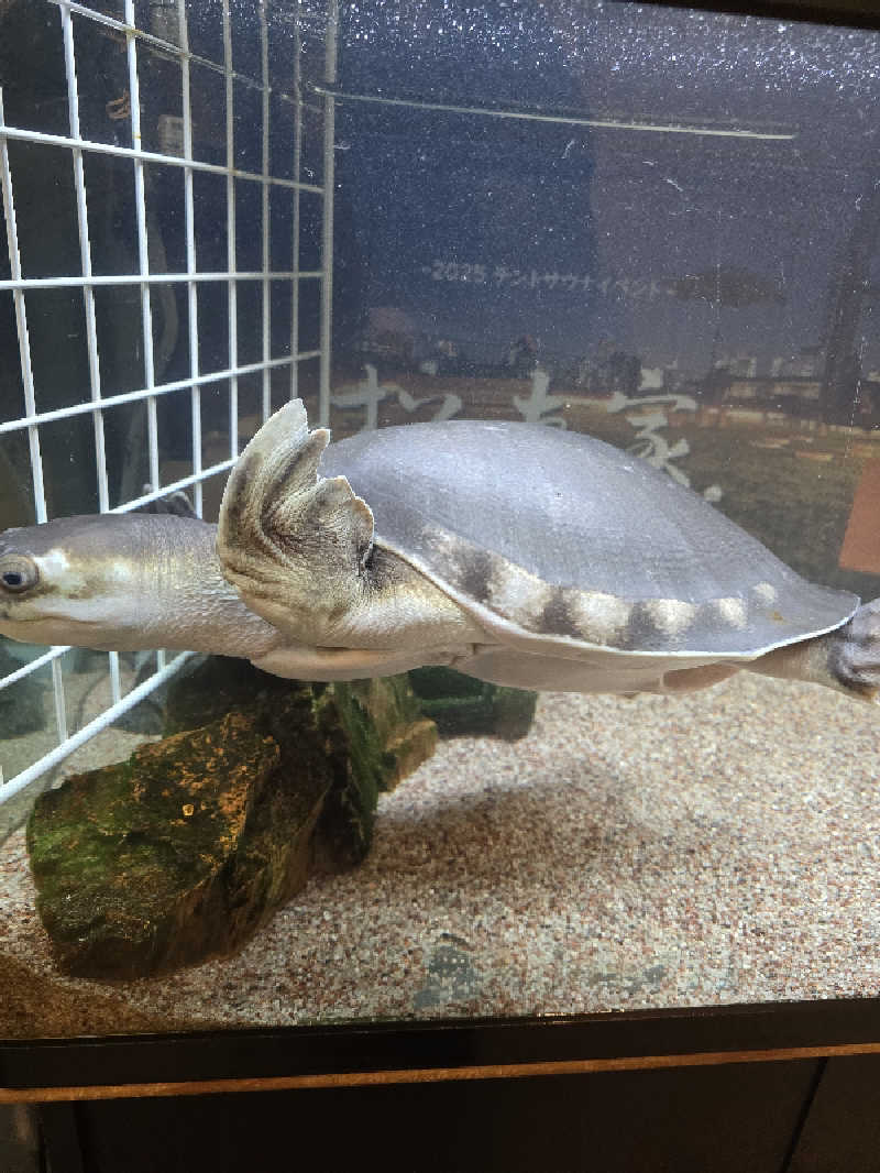 TONYUさんの松本湯のサ活写真