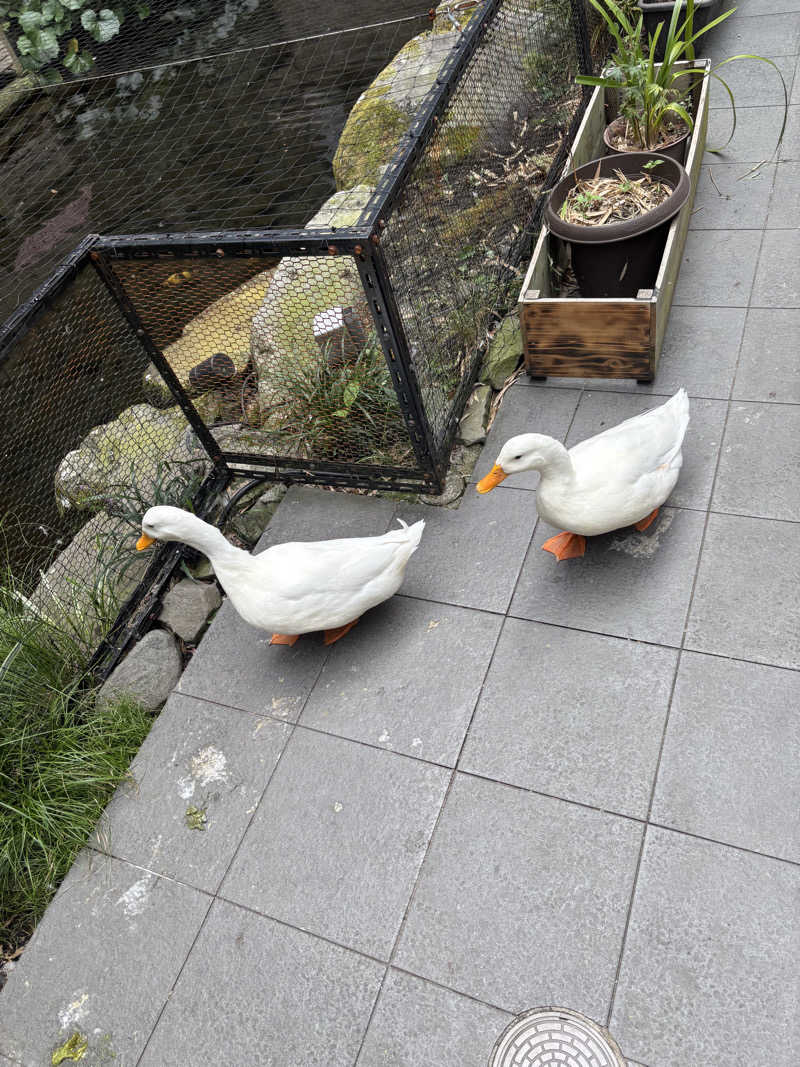 たいちさんの箱根湯本温泉 天成園のサ活写真