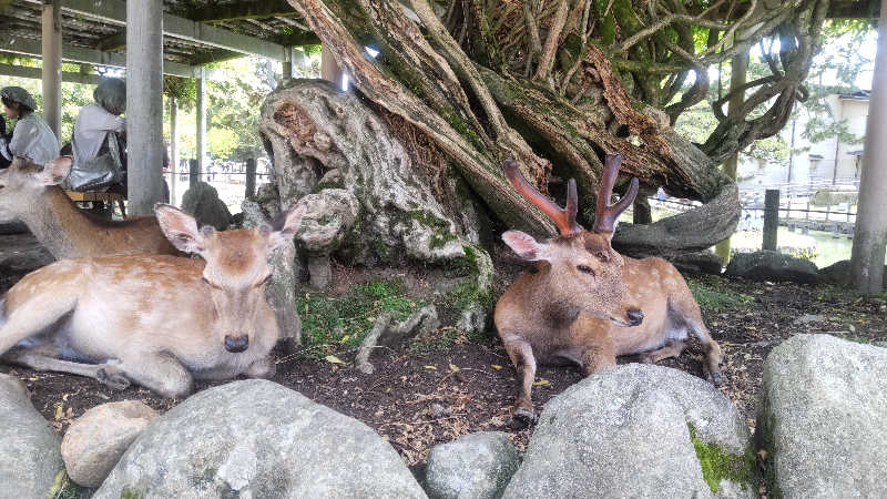 革ジャン@人工股関節さんの極楽湯東大阪店のサ活写真