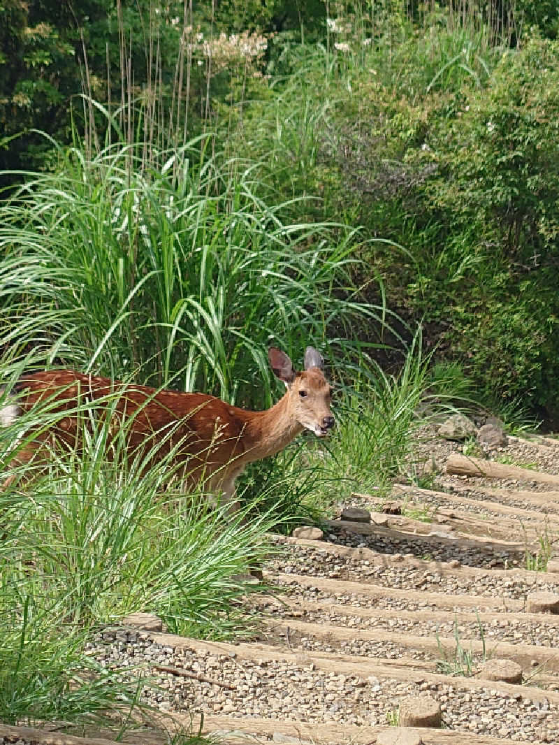 Jungle Jackさんの湯の泉 東名厚木健康センターのサ活写真