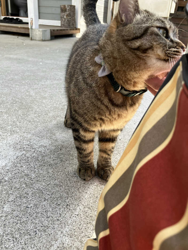 便〜BEN〜さんのOUSE SAUNA TUULI(OUSE Camp&Sauna TUULI内)のサ活写真