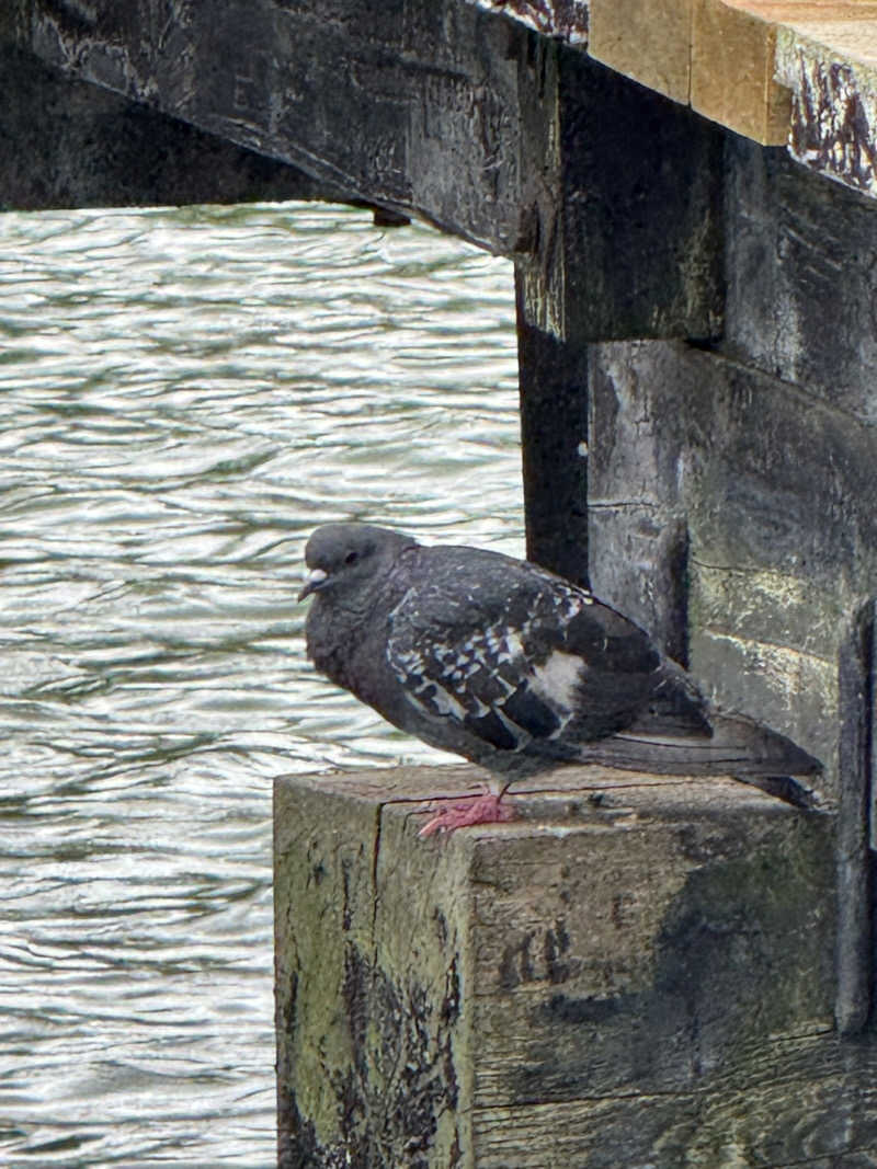 HDTMさんの匠の宿 深山桜庵のサ活写真