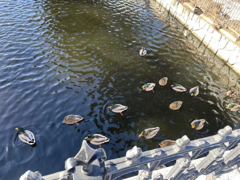 だいちゃんさんの札内ガーデン温泉のサ活写真