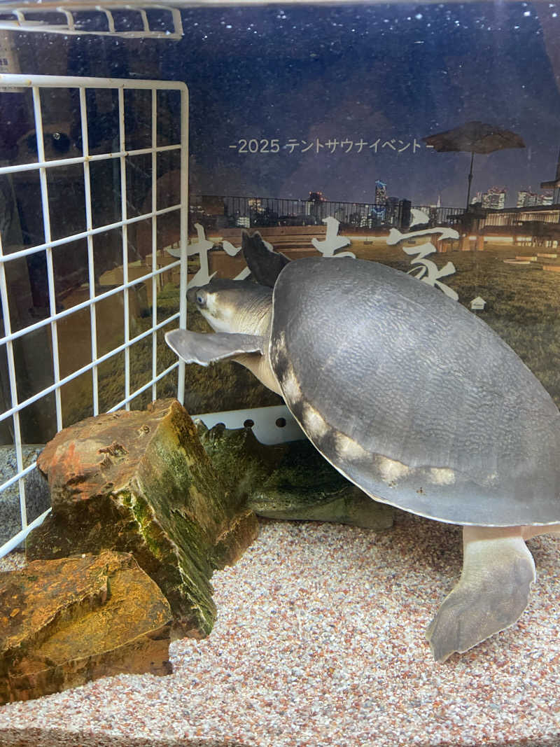 みんみんさんの松本湯のサ活写真