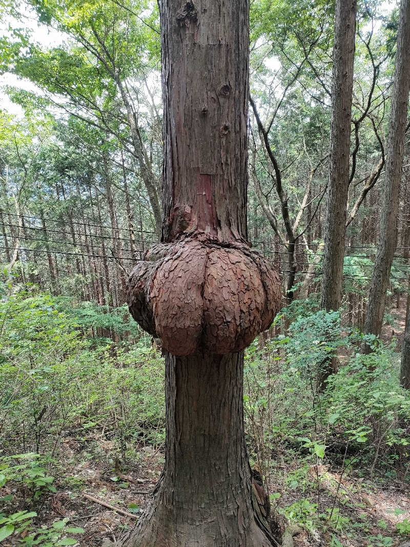 nbjjさんの生涯青春の湯 つるつる温泉のサ活写真