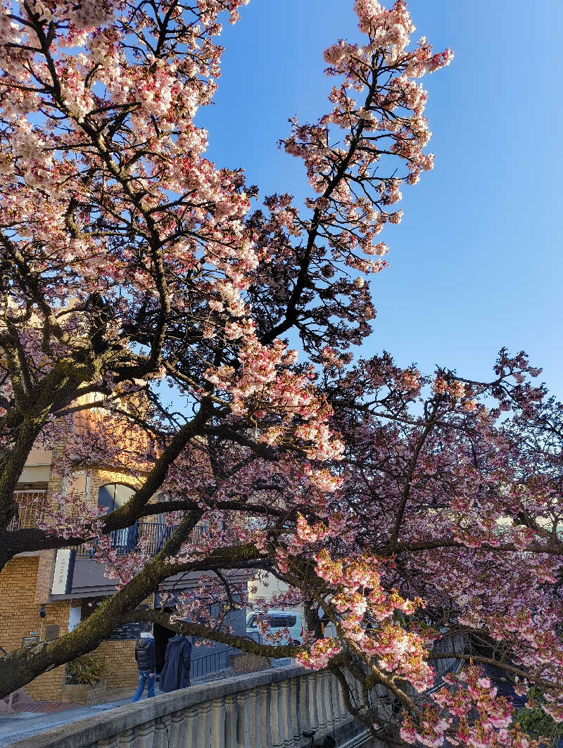ラペラスターさんのホテル大野屋のサ活写真