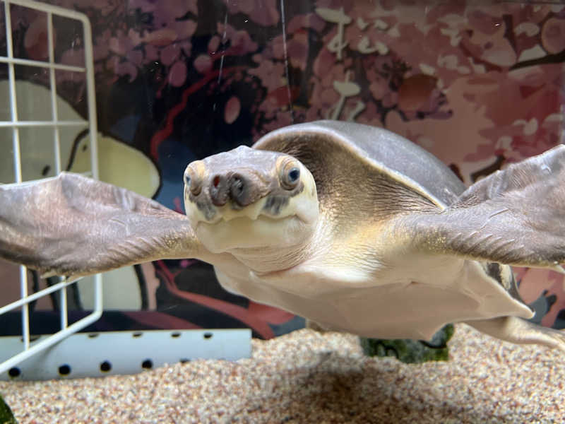 【超鈍速のサウナー】シタラバクスイオーさんの松本湯のサ活写真