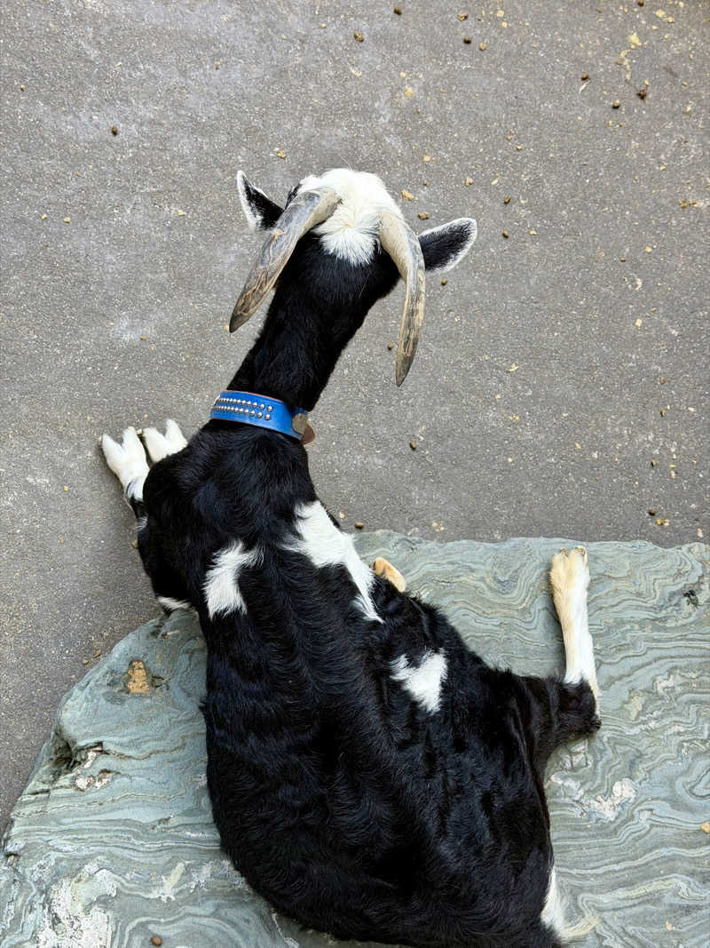 にわかサウナ〜PINE🥳(まっちゃん)さんの島原温泉 ホテル南風楼のサ活写真