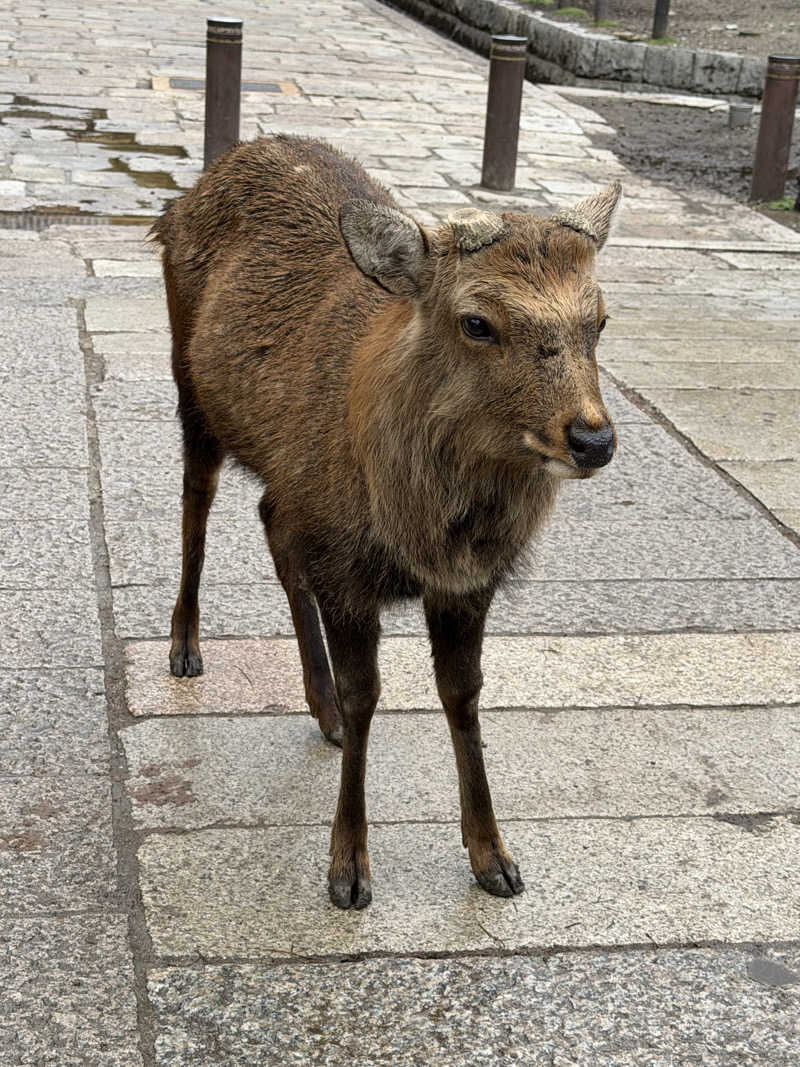 にわかサウナ〜PINE＆PAINちゃん🥳さんの二ノ丸温泉のサ活写真