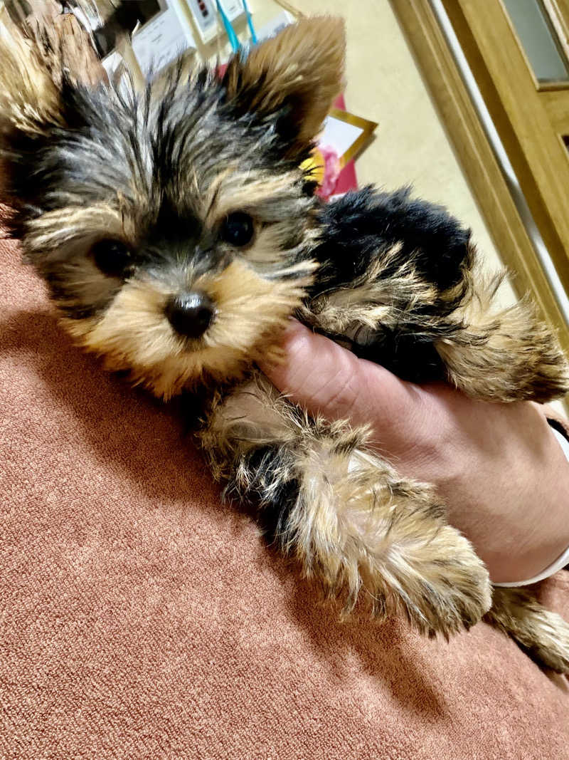 にわかサウナ〜PINE＆PAINちゃん🥳さんのゴールデンタイム高松のサ活写真