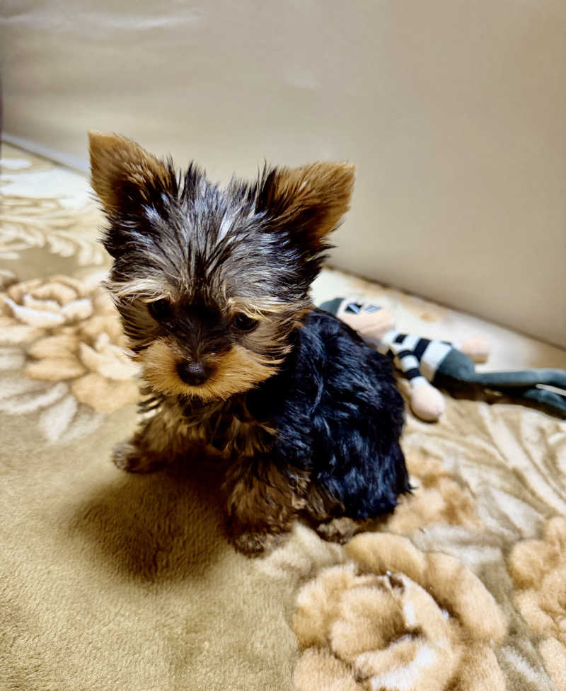 にわかサウナ〜PINE＆PAINちゃん🥳さんのゴールデンタイム高松のサ活写真