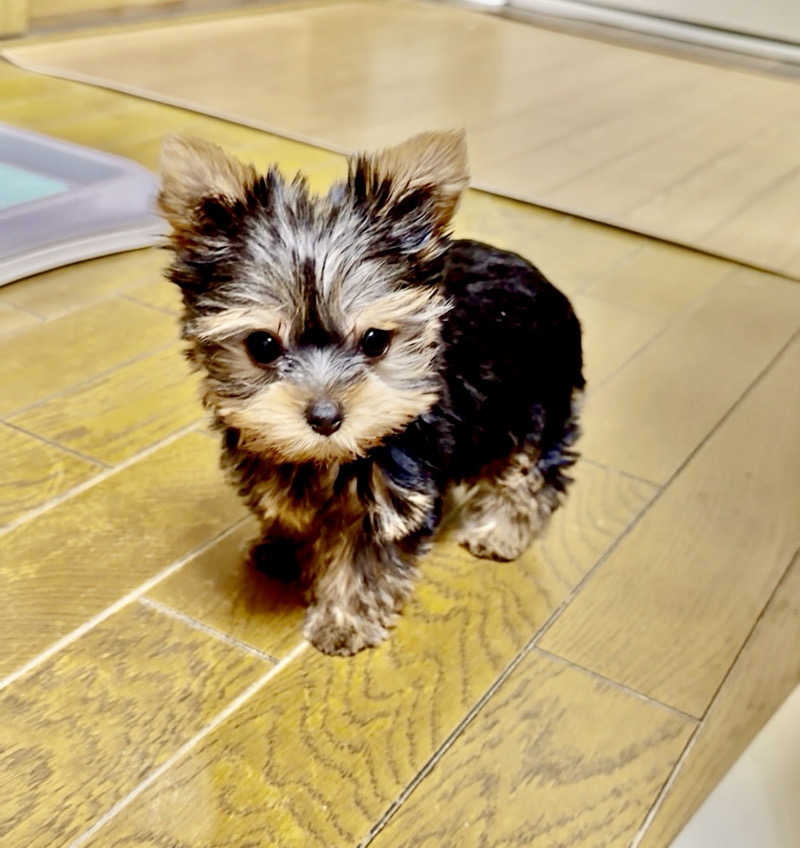 にわかサウナ〜PINE＆PAINちゃん🥳さんのゴールデンタイム高松のサ活写真