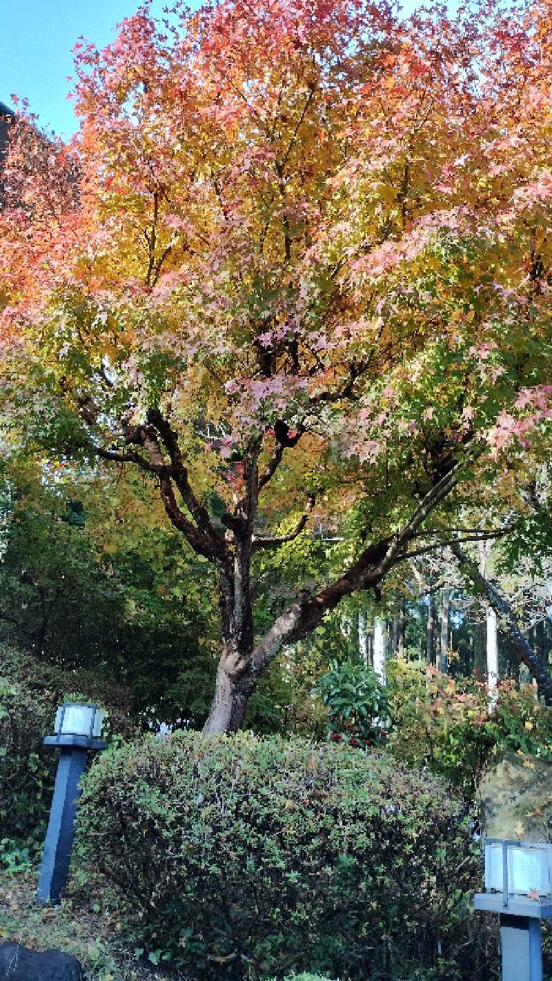 薫さんの清川村ふれあいセンター 別所の湯のサ活写真