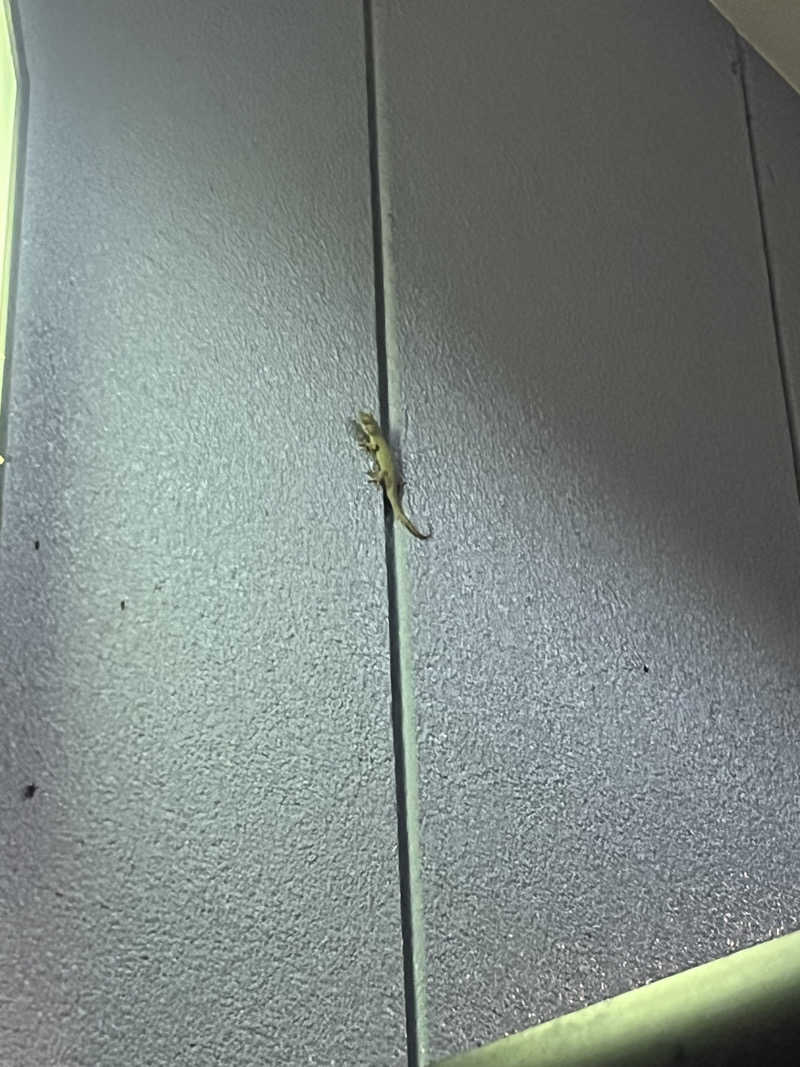 スパ・サウナイキタイさんの露天風呂たこ湯のサ活写真