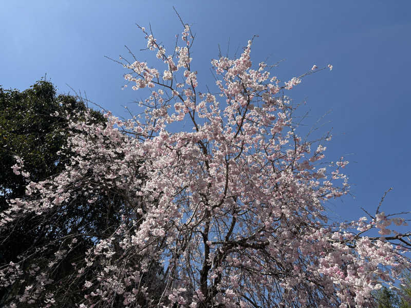 tokuさんのすきむらんど温泉 かじかの湯のサ活写真
