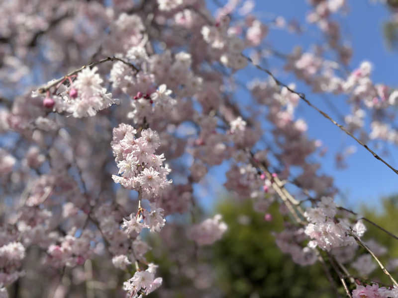 tokuさんのすきむらんど温泉 かじかの湯のサ活写真