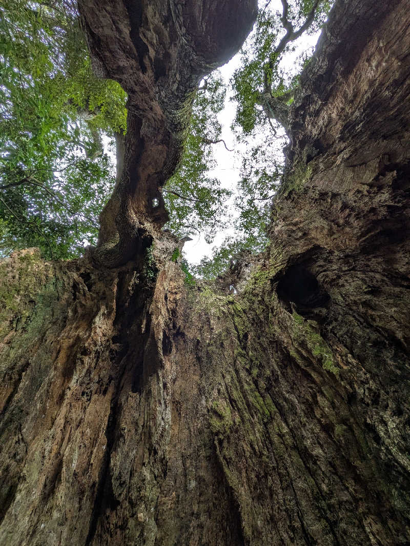 当然さんさんの御船山楽園ホテル  らかんの湯のサ活写真