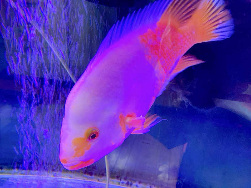 ヨネ（ヨネロッキー）さんの健康ランド末広湯のサ活写真