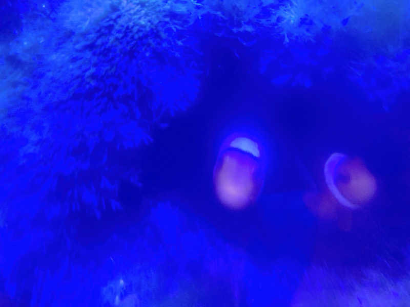 ヨネ（ヨネロッキー）さんのゆ～ポッポのサ活写真