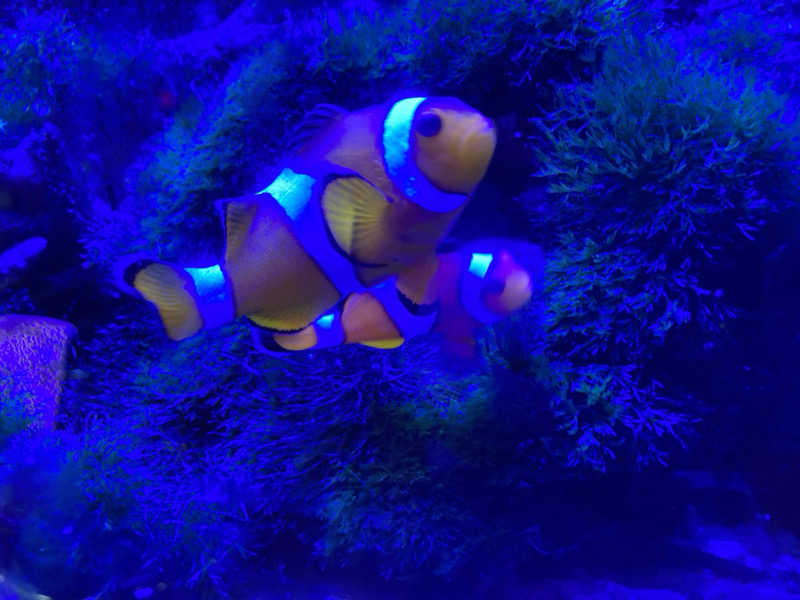 ヨネ（ヨネロッキー）さんのゆ～ポッポのサ活写真