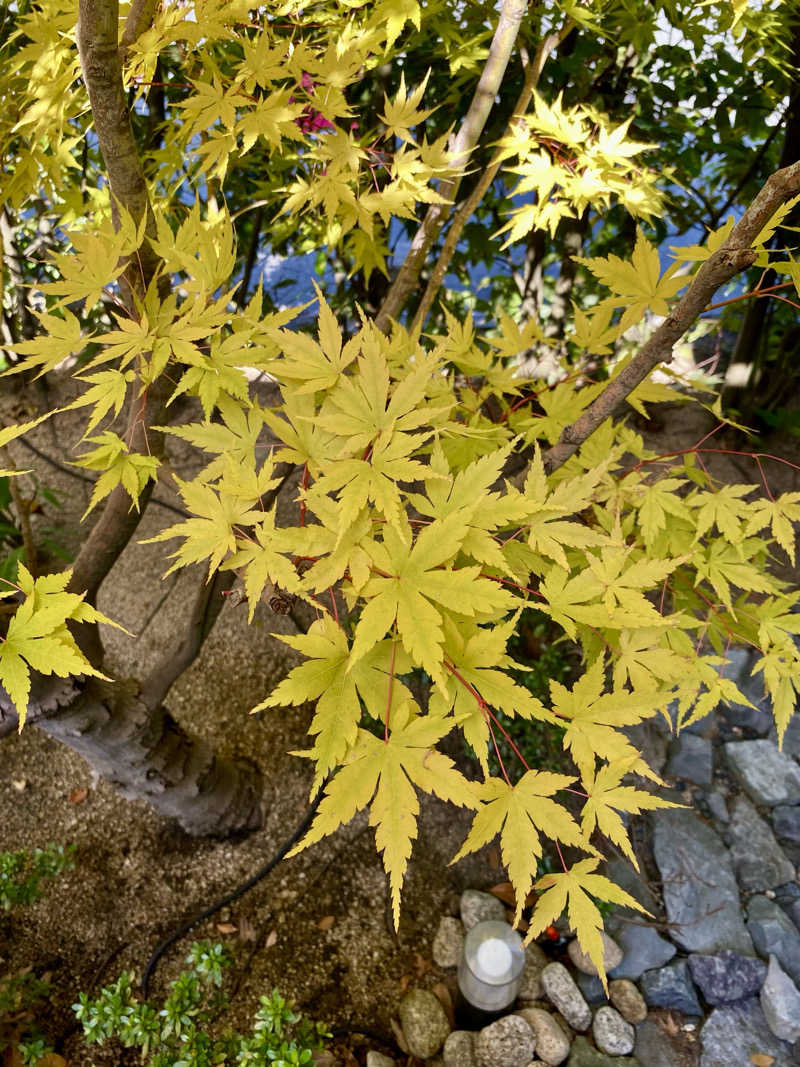 あぴさんの天然温泉 和楽の湯 下関せいりゅうのサ活写真
