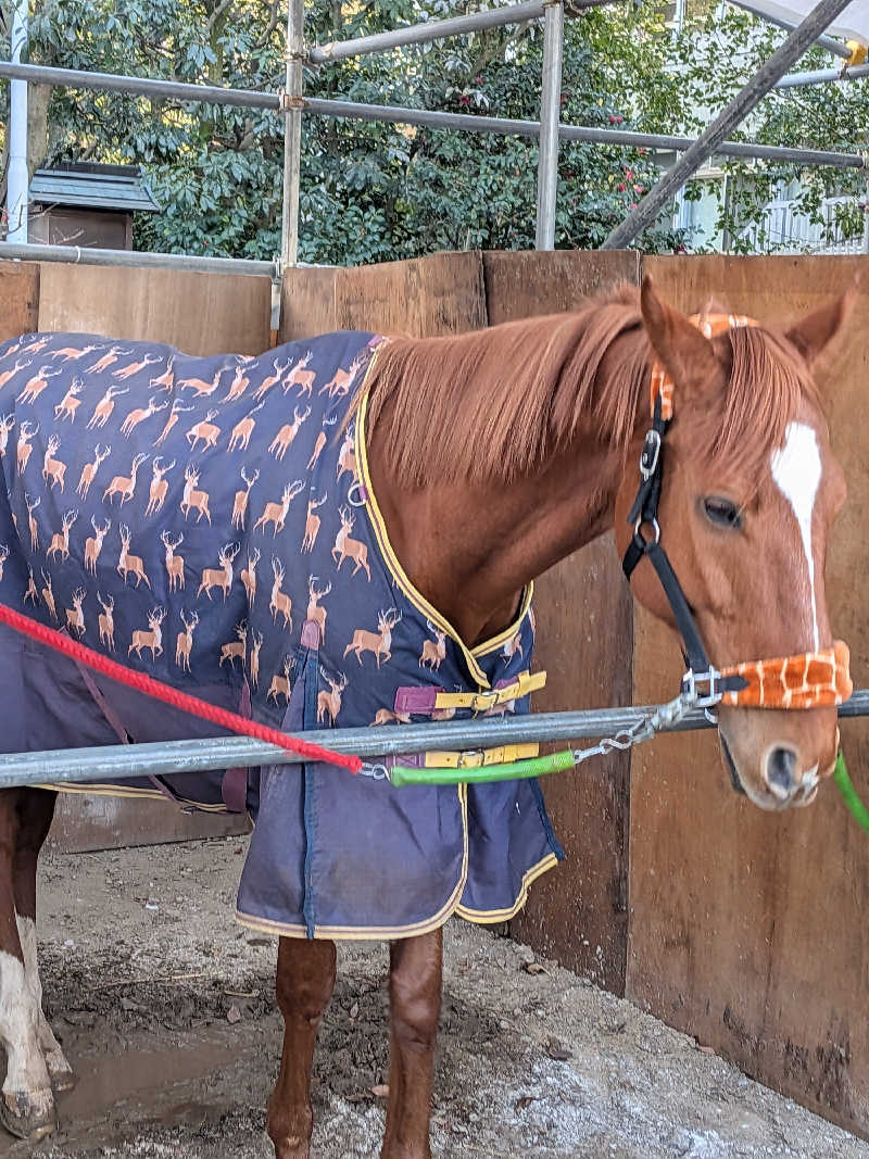 möb(ツルピカ)さんの宝湯のサ活写真