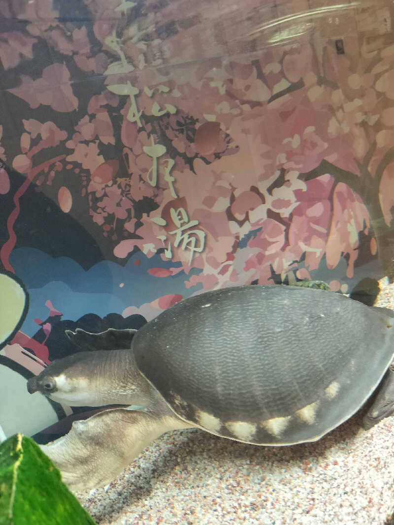 手ぬぐいメガネさんの松本湯のサ活写真