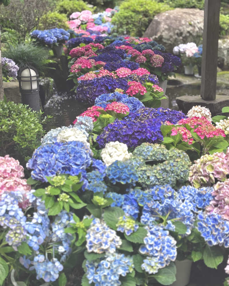 ゅゅゅ 🫧さんのやさと温泉 ゆりの郷のサ活写真