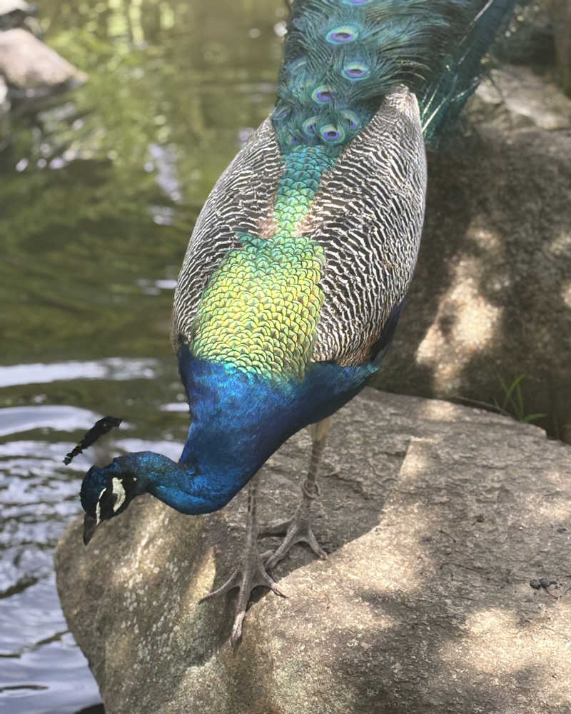 ゅゅゅ 🫧さんのやさと温泉 ゆりの郷のサ活写真