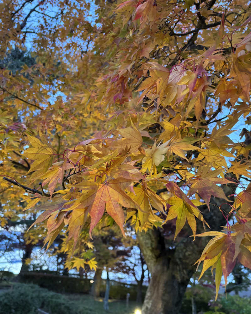 ゅゅゅ 🫧さんのCYCLのサ活写真