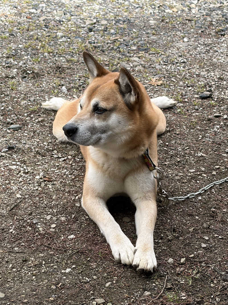 くでたんさんのハイランド ふらののサ活写真